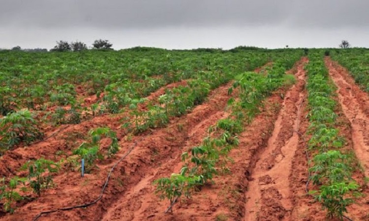 Lire la suite à propos de l’article Société: Le Projet « Agri-Jeunes Tekki Ndawñi » Agrément Des Fournisseurs Des K7